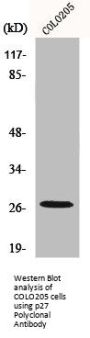 CDKN1B Antibody