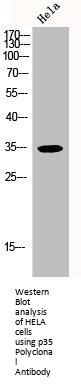 CDK5R1 Antibody