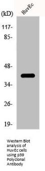 CDK5R2 Antibody