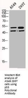 p53 Polyclonal Antibody