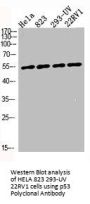 TP53 Antibody