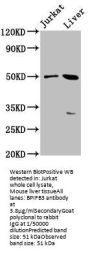 BPIFB3 Antibody