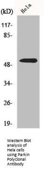 PARK2 Antibody