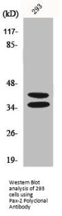 PAX2 Antibody