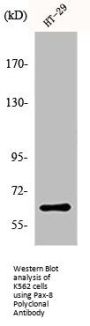 PAX8 Antibody