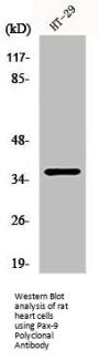 PAX9 Antibody