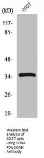 PCNA Antibody