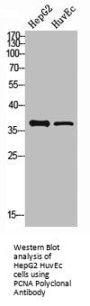 PCNA Antibody