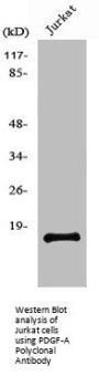 PDGFA Antibody