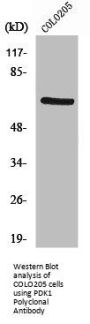 PDPK1 Antibody