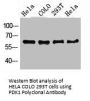 PDPK1 Antibody