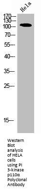 PIK3CA Antibody