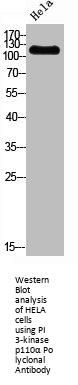 PIK3CA Antibody