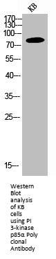 PIK3R1 Antibody