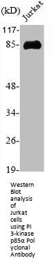 PIK3R1 Antibody
