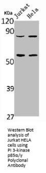 PIK3R1/PIK3R3 Antibody