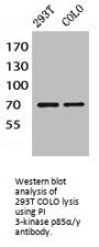 PIK3R1/PIK3R3 Antibody