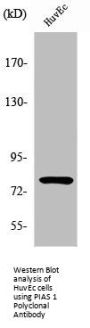 PIAS1 Antibody