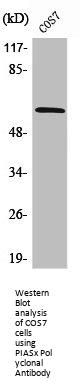 PIAS2 Antibody