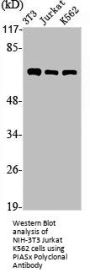 PIAS2 Antibody