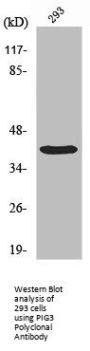 TP53I3 Antibody
