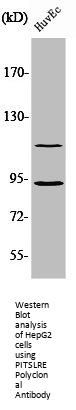 CDK11B Antibody