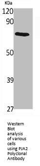 PJA2 Antibody
