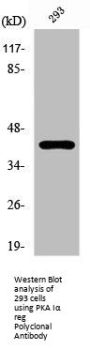 PRKAR1A Antibody