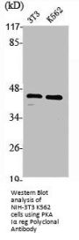 PRKAR1A Antibody