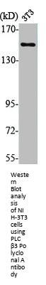 PLCB3 Antibody