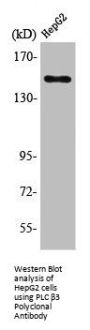 PLCB3 Antibody