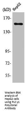 PLCG1 Antibody
