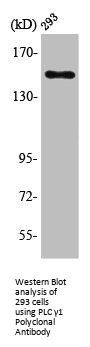 PLCG1 Antibody