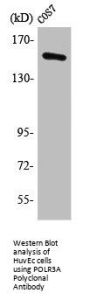 POLR3A Antibody