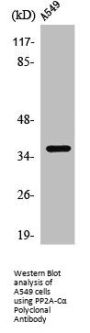 PPP2CA Antibody