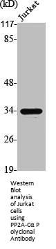 PPP2CA Antibody