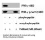 PPARG Antibody