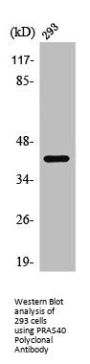 AKT1S1 Antibody