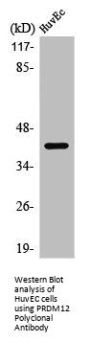 PRDM12 Antibody