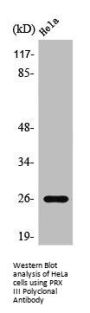 PRDX3 Antibody