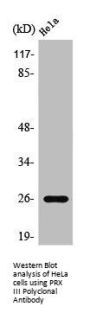 PRDX3 Antibody