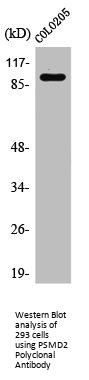 PSMD2 Antibody