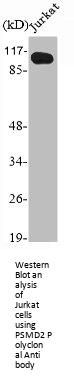 PSMD2 Antibody