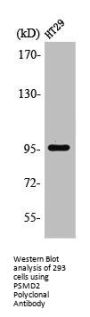 PSMD2 Antibody