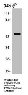 PTEN Antibody