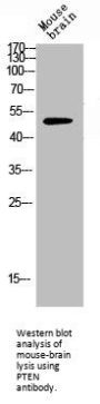 PTEN Antibody
