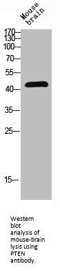 PTEN Antibody
