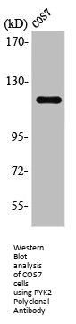 PTK2B Antibody