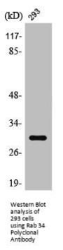 RAB34 Antibody