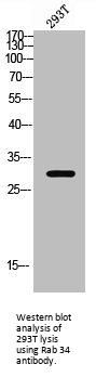 RAB34 Antibody